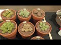 2023 Central Arizona Cactus & Succulent Society SHOW & SALE | Phoenix, AZ