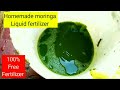 How to make moringa liquid fertilizer for plants