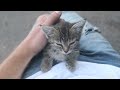 Tiny kitten the amazing life of small kittens