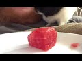 Guinea Pig + Watermelon 2022 - Feat. RRR-e-o the One-Eyed Guinea Pig