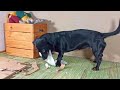 Wrapped in corrugated board is the best way to serve a doxie snack!