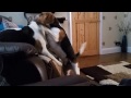 Beagles do the Funniest Things