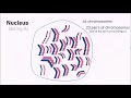 Homologous chromosomes, sister chromatids, bivalents etc. explained