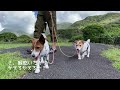 【犬は待つ】テントを建てることがキャンプなのか。毎回お待たせしております。/ジャックラッセルテリア 親子