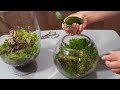 You'll Never Throw Away Dead Orchids After Watching This!