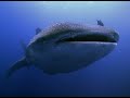 The Drama of Ocean Predators and Prey | Our World