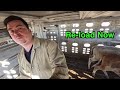 A Trailer full of All White Baby Calves | Unloading & Re-loading Canadian Cow’s