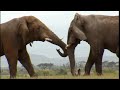 Fighting Elephants | Wildlife Specials: Elephant | Spy in the Herd | BBC Earth