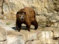 Bear Looking at crowd after a swim