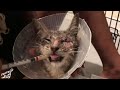 Kitten rescue: winter floofs in Brooklyn
