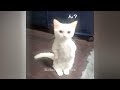 Funniest 2024😽Cats and 🥒 Cucumbers - Awesome Funny Pet Videos 😸🐶