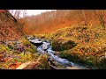 🍁Relaxing Music For Stress Relief, Anxiety and Depressive States • Heal Mind, Body and Soul