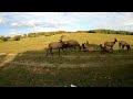 rocky mountain Elk #elk #wildanimals