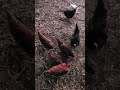 sunrise/chickens 10/31/2021