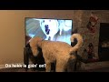 Poodle Reacts to Zeus The Stubborn Husky