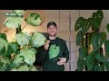 MY FASTEST GROWING HOUSEPLANT - repot & progress updates of my Dioscorea discolor - Plant Spotlight