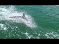 Little Toot Dolphin Tour at Clearwater Beach, Florida