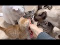 もっと撫でて！と甘え鳴きする子猫【かぐ告兄妹日記#27】Kitten purring for more petting.