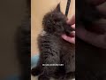 Foster kittens 101: How to tame your floof | fortheloveofkittenrescue