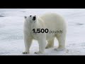 Polar bears descend on Alaskan village, causing tourist boom: Part 1