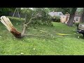 Removing branch struck by lightning at demolished property