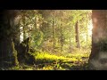 Forest Sounds | Woodland Ambience, Bird Song, Nature Song | 5 Hours