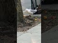 Seagull bird having dinner in New York City