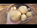 Potato Harvest 2020