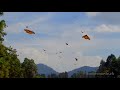 Amazing Monarch Butterflies in Mexico