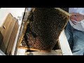 Layens Beehive Splits 2023 - Searching for Queen Cells