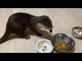 Looking back on life with the otter Aty [Otter life Day 48] カワウソアティとの生活を振り返る