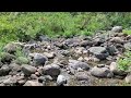 Nature around a small creek