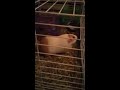 Butterscotch enjoying her cage