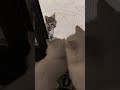Cats meet another cat