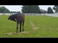 Cute Foal Running Up To Play