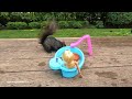 Barbie pool party with chipmunk and squirrels