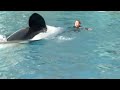 Shamu --  the killer whale