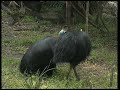 Big bird attacks person - cassowary (not a pretty sight)