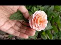 Abraham Darby Rose || Wonderful English Shrub Rose Flower || September Blooms || Gardening