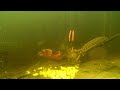 Underwater footage of a curious pike