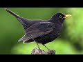 صوت الشحرور (ثلاث أصوات) للصيد. Commun Blackbird Hunting Sound- Turdus Merula