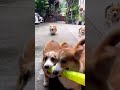 Cutest Corgis Ever ❤️ / Dog Video-  #corgiaddict #corgipuppy #corgilife