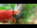 Red Cherry Shrimp Grazing