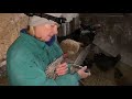 giving medication to a rooster