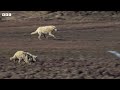 Wolf Pack Hunts A Hare | 4K UHD | The Hunt | BBC Earth