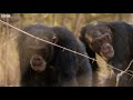 Alpha Chimp Seeks Allies as Tensions Rise | Dynasties | BBC Earth