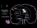 Putting it all together - Pathophysiology of Parkinson's disease | NCLEX-RN | Khan Academy