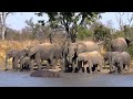 4K Safari Animals : Mamili National Park, Namibia -Scenic Wildlife Film With Relaxing Music