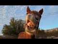 8 DAYS of MEET MY HORSES | Equestrian Vlogmas #7