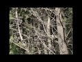 Two Wrynecks at nest